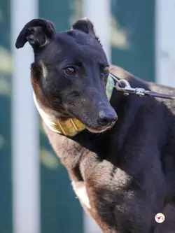 tambourine_grey_adozione_24