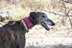 lira_galgo_adozione_11 (Mittel)