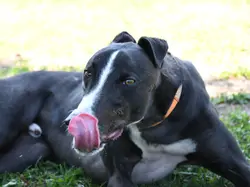 zeno_grey_adozione_13