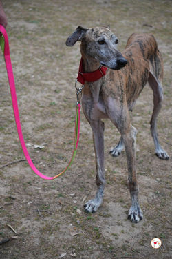 caramelo_galgo_adozione_32 (Mittel)