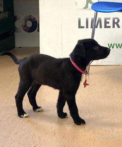 kylie-adozione-greyhound-petlevrieri-04 (Medium)