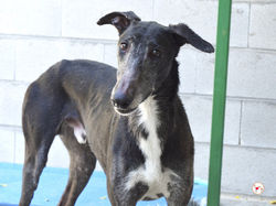 miro__galgo_adozione_5