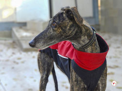 zube_galgo_adozione_7 (Mittel)