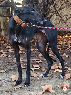 diana_galgo_adozione_02