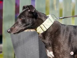 tambourine_grey_adozione_26