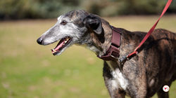 marcelo_galgo_adozione_18 (Mittel)