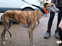 trinity_galgo_adozione_08 (Mittel)
