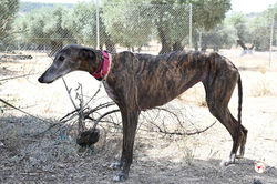 lira_galgo_adozione_20 (Mittel)