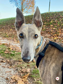 rocco_grey_adozione_04 (Mittel)