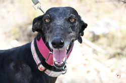 isla_galgo_adozione_18 (Mittel)