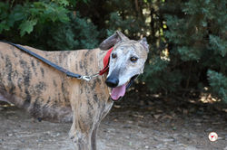 caramelo_galgo_adozione_48 (Mittel)