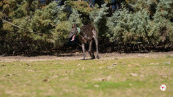 mina_galgo_adozione_00_copertina_33 (Mittel)