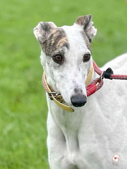 blanca_grey_adozione_8 (Mittel)