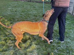 sammie_grey_adozione_115 (Mittel)