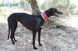 isla_galgo_adozione_10 (Mittel)