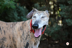 caramelo_galgo_adozione_51 (Mittel)