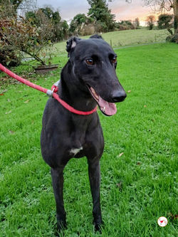 lady_grey_adozione_5 (Mittel)