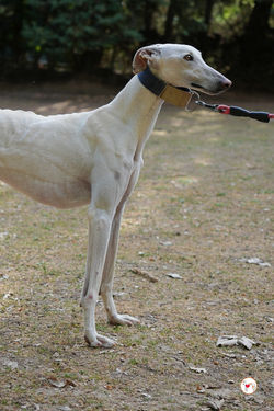 zephir_galgo_adozione_4 (Mittel)
