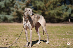 lila_galgo_adozione_30 (Mittel)