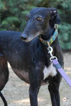 hecate_galgo_adozione_24 (Mittel)