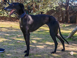 laika_galgo_adozione_01 (Mittel)