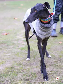 diana_galgo_adozione_08