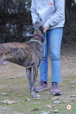 marcelo_galgo_adozione_31 (Mittel)