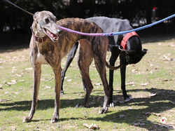 haizea_galgo_adozione_8 (Mittel)