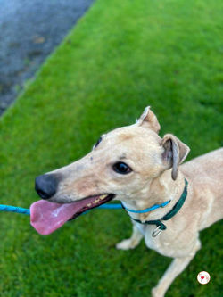 sissi_grey_adozione_1 (Mittel)