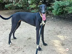 jade_galgo_02