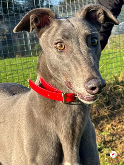 cabrini_ora_abbie_grey_adozione_6 (Mittel)