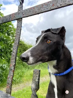 magnus_grey_adozione_10