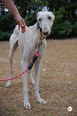 zephir_galgo_adozione_26 (Mittel)