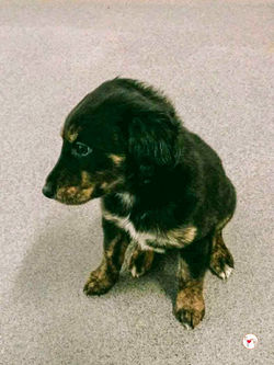 shiloh_grey_cucciolo_adozione_3 (Mittel)