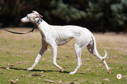 matilda_galgo_adozione_14 (Mittel)