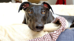 94227542_701568780614838_275049813439519