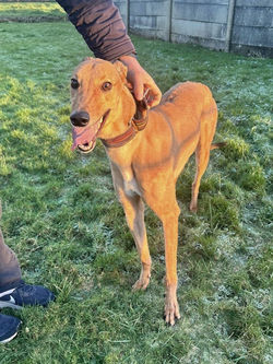 sammie_grey_adozione_119 (Mittel)