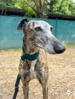 marisa_galgo_adozione_04 (Mittel)