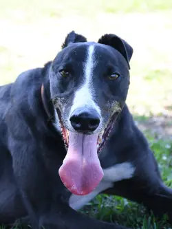 zeno_grey_adozione_11