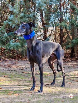 manuel_galgo_adozione_2 (Mittel)