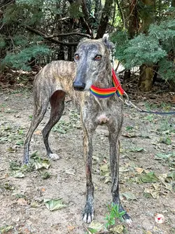 gauri_galgo_adozione_02