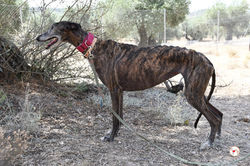 lira_galgo_adozione_13 (Mittel)