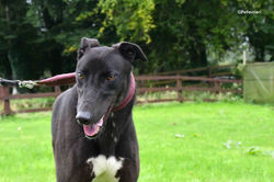 billy-adozione-levrieri-greyhound-6
