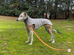 dama_galgo_adozione_33 (Mittel)