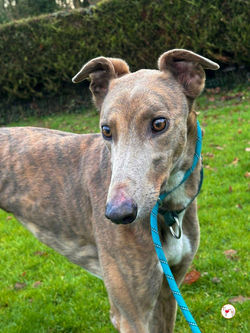 bridie_grey_adozione_4 (Mittel)