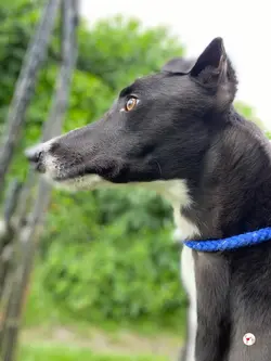 magnus_grey_adozione_11