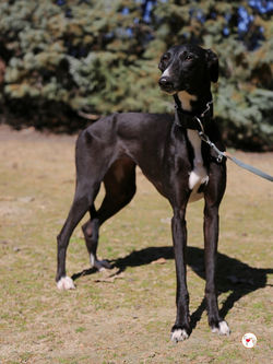 morenita_galgo_adozione_14 (Mittel)