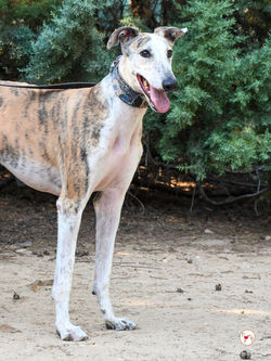 dama_galgo_adozione_12 (Mittel)
