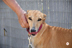 bimba_galgo_adozione_7 (Mittel)