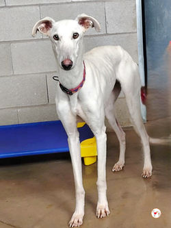 greta_galgo_adozione_3